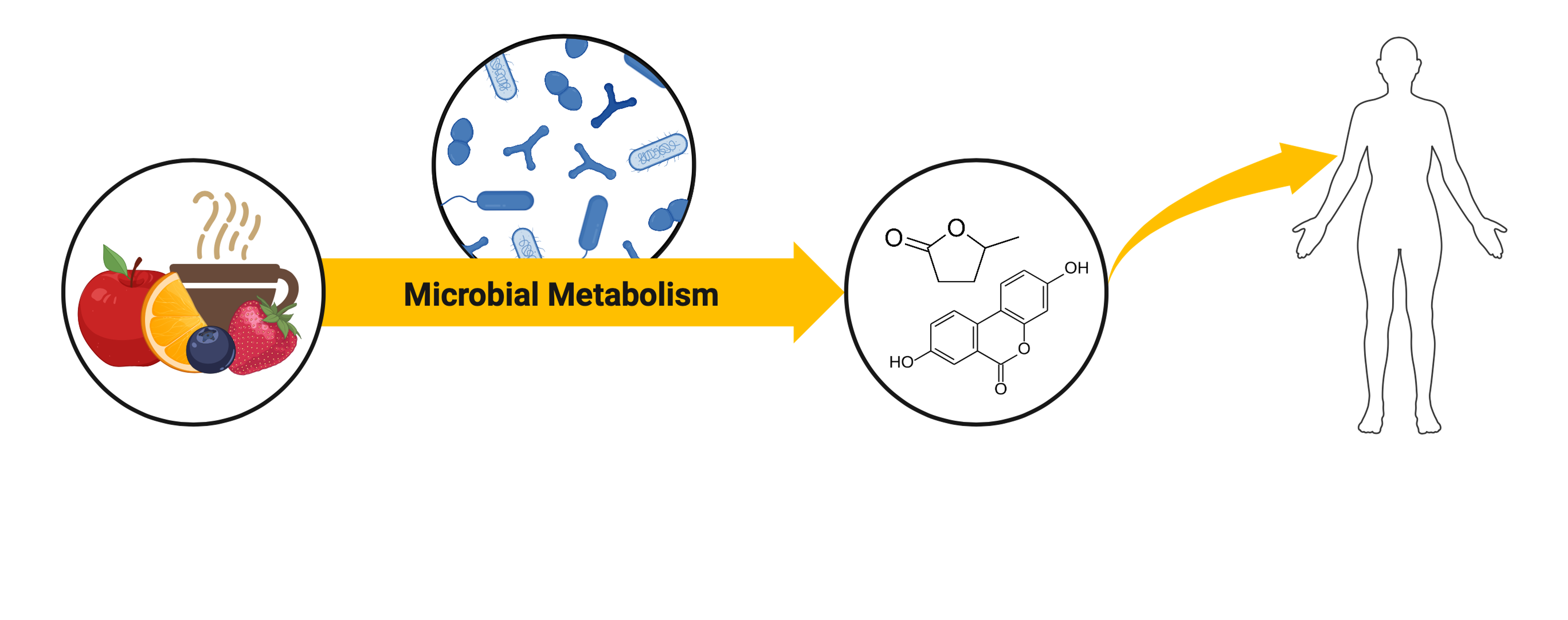 schematic showing how eating polyphenols can influence human health